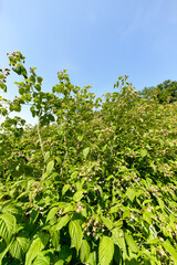 Culture, framboisier, Rubus idaeus, Serbie