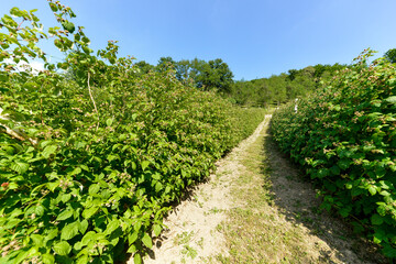 Culture, framboisier, Rubus idaeus, Serbie