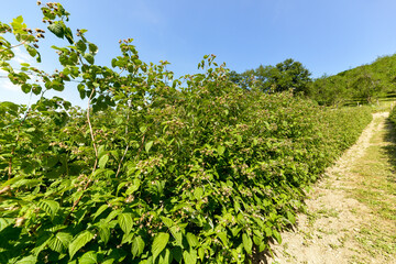 Culture, framboisier, Rubus idaeus, Serbie