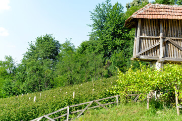 Culture, framboisier, Rubus idaeus, Serbie