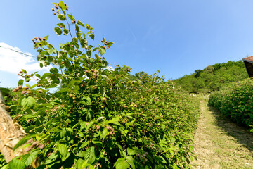 Culture, framboisier, Rubus idaeus, Serbie