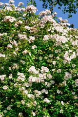 Rose, variete Venusta Pendula