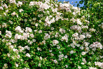 Fototapeta premium Rose, variete Venusta Pendula