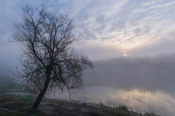 misty morning in the forest