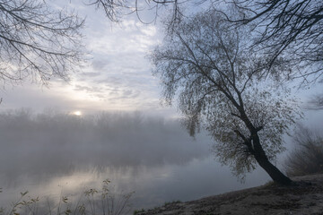 misty morning in the forest
