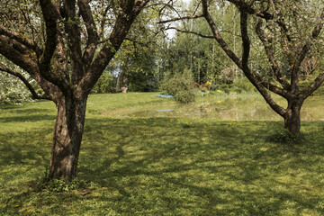 Obraz premium Apple orchard in spring, big old apple trees near backyard pond. Garden landscape.