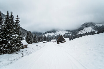 Fototapeta premium A snowy path winding through the Chocholowska Valley, surrounded by trees blanketed in fresh snow. The serene winter scene invites a sense of quiet and untouched natural beauty.