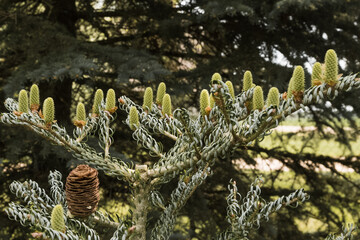 Abies koreana 'Silberlocke'. Close-up of Korean fir branches with new cones; one old cone is also visible.
