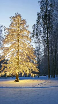 Snow-covered tree illuminated by warm lights in a winter park at dusk