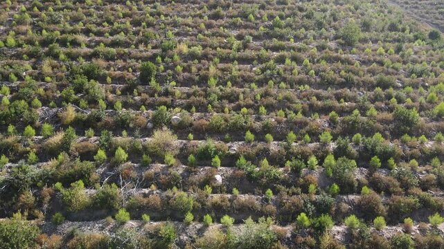 Afforestation Areas Of Pine