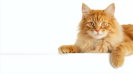 Gentle persian cat resting on white surface indoor setting animal photography cozy environment close-up view