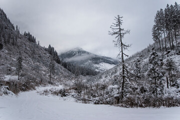 A snowy path winding through the Chocholowska Valley, surrounded by trees blanketed in fresh snow. The serene winter scene invites a sense of quiet and untouched natural beauty.