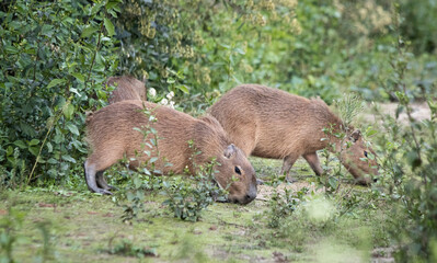 Family of Capybaras eating grass in Argentina