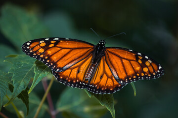 Fototapeta premium Monarch butterfly on a leaf with extended wings in Buenos Aires, Argentina. (Danaus erippus). Beautiful insect macro photography.