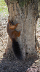 Ardilla en árbol