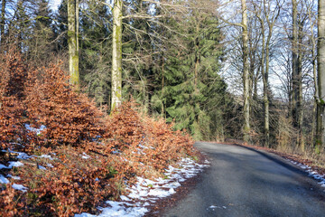 A winding road in a forest. The road is surrounded by tall trees with bare branches, and the ground is covered in snow. On the left side of the road, there is a hedge with orange leaves.