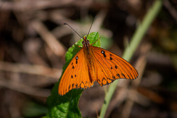 Orange butterfly on a flower