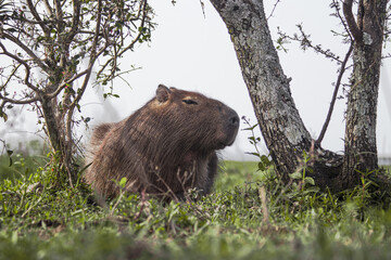 Obraz premium Capybara relaxing under a three 