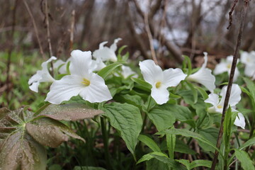 Close-Up of White Trillium Flowers Blooming in an Early Spring Forest