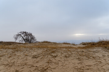 Lonely Tree on a Windswept Sand Dune. Minimalistic Landscape with Grass and a Foggy Horizon.