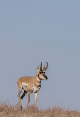 Pronghorn Antelope Buck in the Utah Desert in Autumn