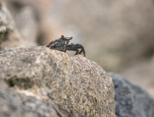 crab on rock