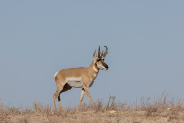 Pronghorn Antelope Buck in the Utah Desert in Autumn