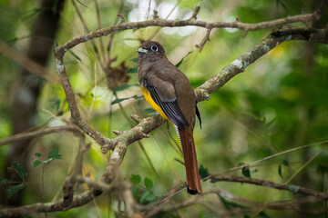 Fototapeta premium Amazonian black-throated trogon in a jungle in Argentina. 
