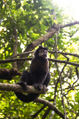 a cute monkey portrait sitting on a tree in Iguazu