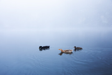 Fototapeta premium ducks in the water