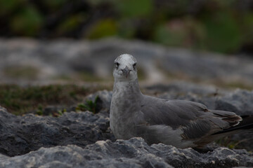 Close-up of a beautifull Seagull in Tulum, Mexico. Leucophaeus atricilla.