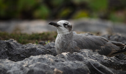 Close-up of a beautifull Seagull in Tulum, Mexico. Leucophaeus atricilla.