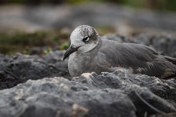 Close-up of a beautifull Seagull in Tulum, Mexico. Leucophaeus atricilla.