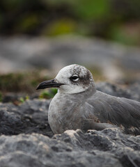 Close-up of a beautifull Seagull in Tulum, Mexico. Leucophaeus atricilla.