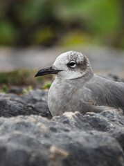 Close-up of a beautifull Seagull in Tulum, Mexico. Leucophaeus atricilla.