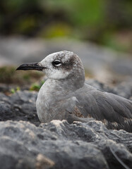 Close-up of a beautifull Seagull in Tulum, Mexico. Leucophaeus atricilla.