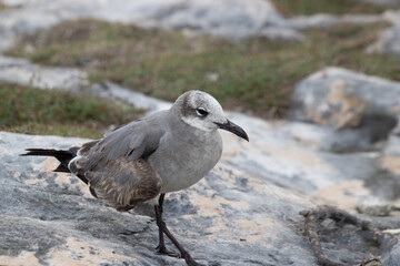 Close-up of a beautifull Seagull in Tulum, Mexico. Leucophaeus atricilla.
