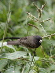 Black-collared seedeater (Sporophila nigricollis) on a grass stem, with vibrant green vegetation in the background.