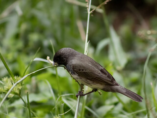 Black-collared seedeater (Sporophila nigricollis) resting on a grass stem, surrounded by lush greenery.