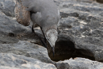 Close-up of a beautifull Seagull in Tulum, Mexico. Leucophaeus atricilla.