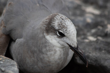 Close-up of a beautifull Seagull in Tulum, Mexico. Leucophaeus atricilla.