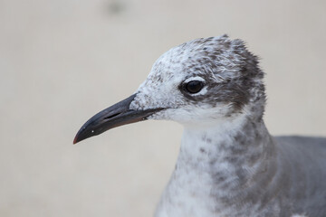 Close-up of a beautifull Seagull in Tulum, Mexico. Leucophaeus atricilla.