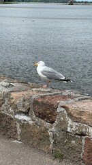 A seagull sits on the seashore 