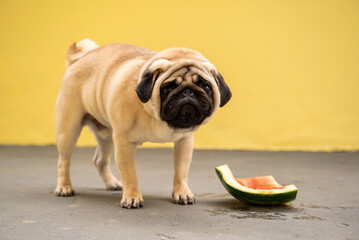 Obraz premium An adorable dog savors a juicy watermelon slice, standing on a concrete surface, against a vibrant yellow background. Refreshing summer delight.