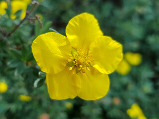 widdy also bush cinquefoil (Fingerstrauch also Potentilla) Potentilla fruticosa