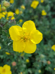 Obraz premium widdy also bush cinquefoil (Fingerstrauch also Potentilla) Potentilla fruticosa