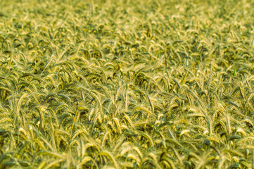 tło ze zboża na polu do projektu © Henryk Niestrój