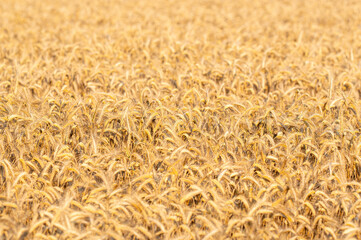 tło ze zboża na polu do projektu © Henryk Niestrój