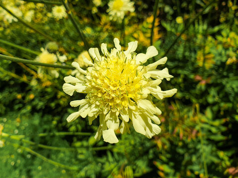 giant scabious or yellow scabious (Gro&szlig;er Schuppenkopf also Riesen-Schuppenkopf) Cephalaria gigantea
