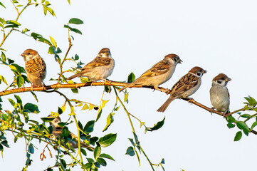 stado wróbli siedzi na gałęzi krzewu na jasnym tle © Henryk Niestrój